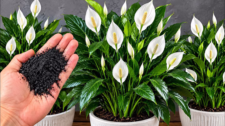 IK GING DOOD EN WIST HET NIET: Slechts 1 glas laat ZOVEEL BLOEMEN EXPLODEREN (Werkt voor elke plant)