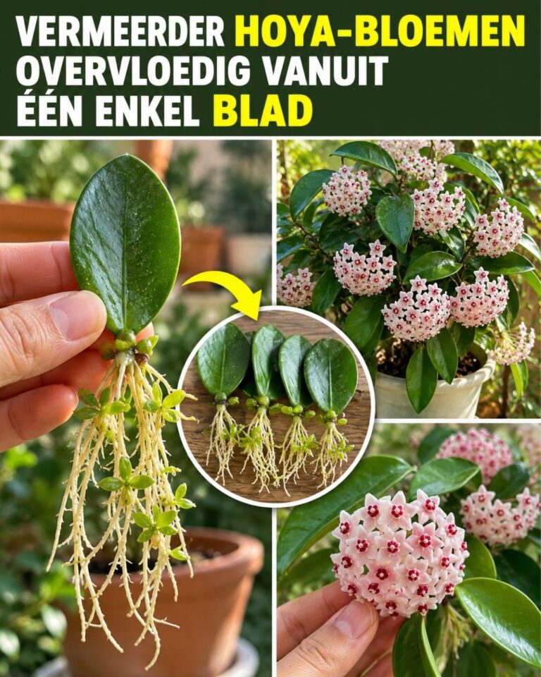 Vermeerder Hoya-bloemen overvloedig vanuit één enkel blad. De Hoya heeft veel