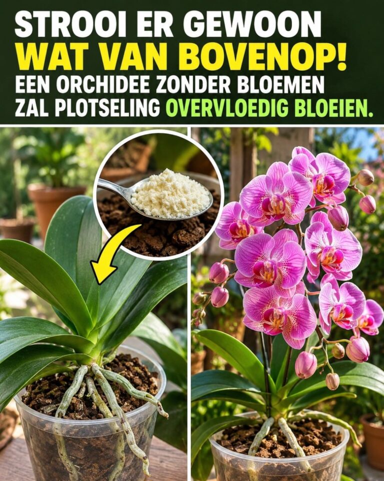 Strooi er gewoon wat van bovenop! Een orchidee zonder bloemen zal plotseling overvloedig gaan bloeien.
