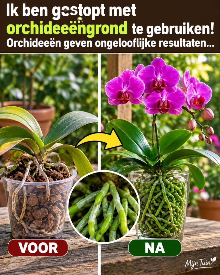 Ik ben gestopt met orchideeëngrond te gebruiken! Orchideeën geven ongelooflijke resultaten.