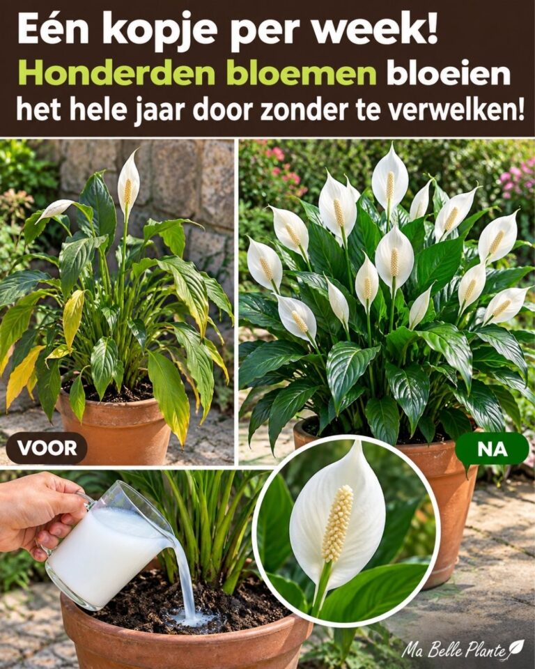Eén kopje per week! Honderden bloemen bloeien het hele jaar door zonder te verwelken!