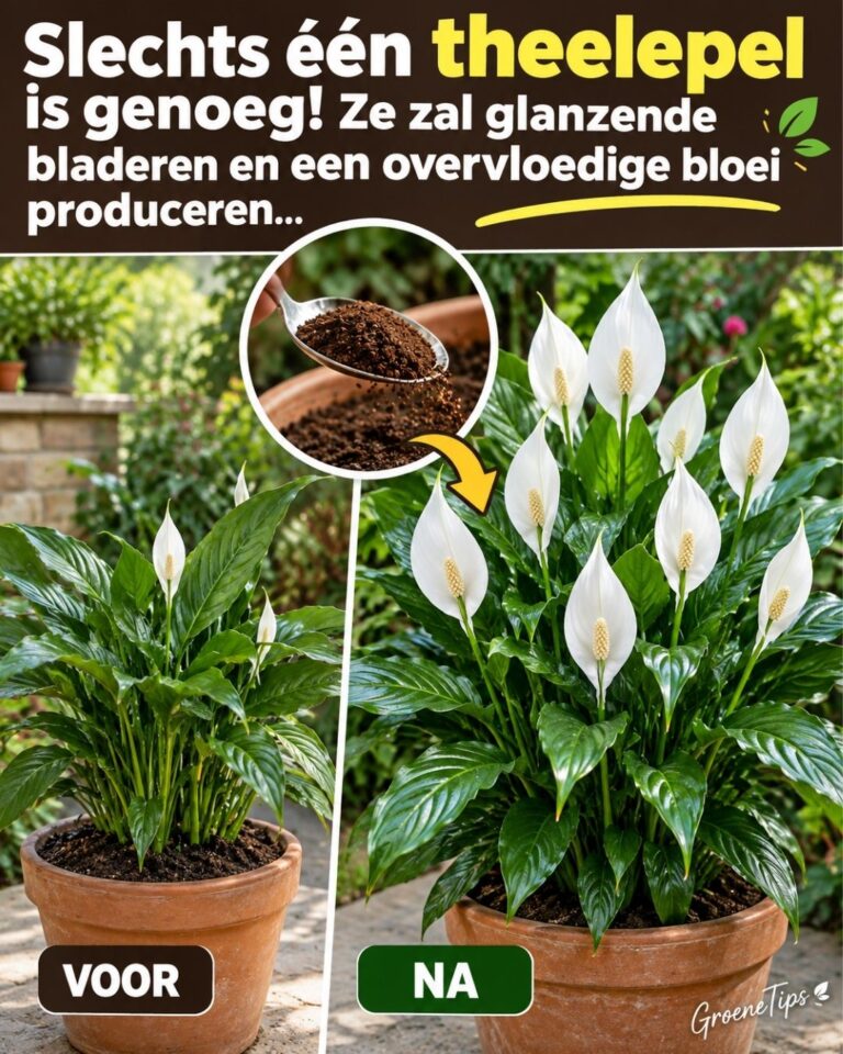 Slechts één theelepel is genoeg! Ze zal glanzende bladeren en een overvloedige bloei produceren.