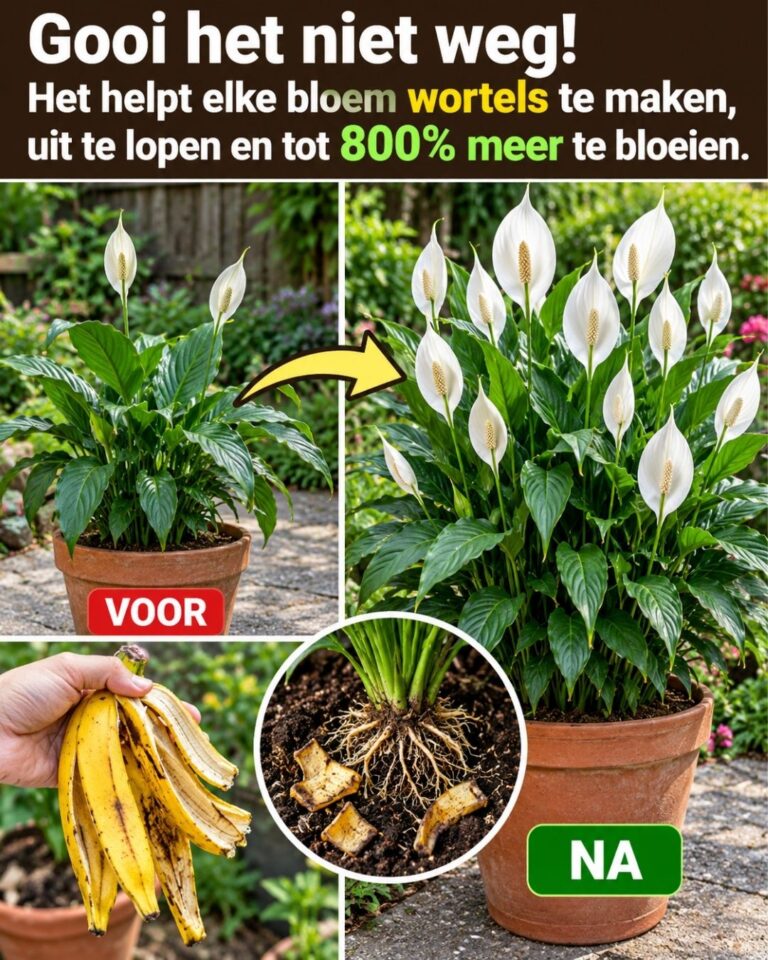Gooi het niet weg! Het helpt elke bloem wortels te maken, uit te lopen en tot 800% meer te bloeien.
