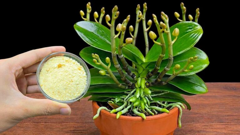 Orchideeën vermeerderen vanaf een bloemstengel: aloë, kaneel en slapende knoppen uitgelegd