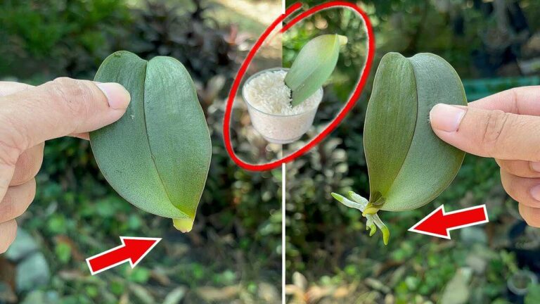 Alleen rijst voor orchideeën? Zo test je rijstwater zonder de wortels te overvoeden
