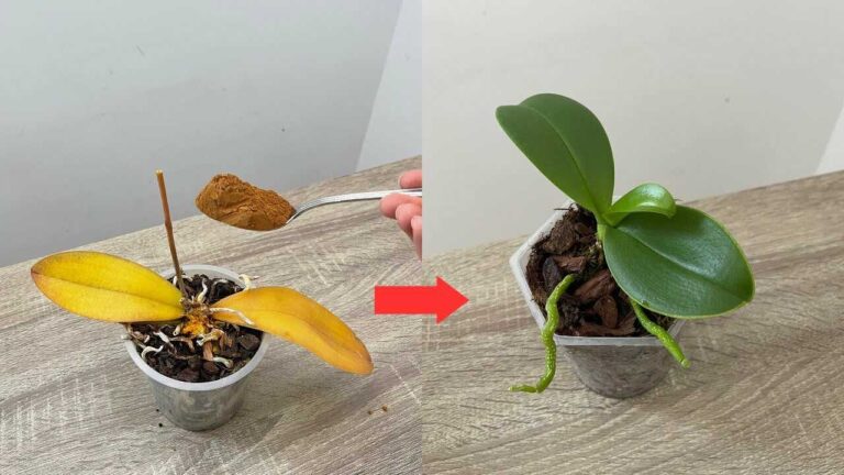 Rotte orchidee redden met kaneelwater: wat je kunt behouden en wat beter anders kan