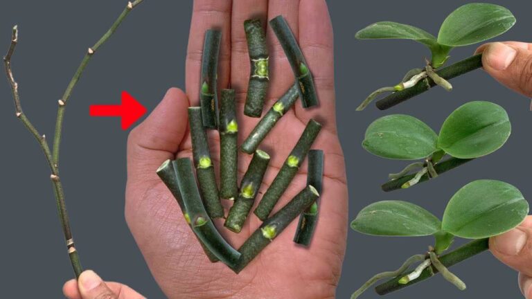 Orchideeën vermeerderen vanaf een bloemstengel: aloë, kaneel en slapende knoppen uitgelegd