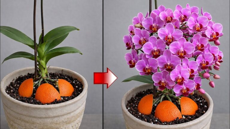 Plaats een stuk hout onder een bloeiende orchidee! Ze zal plotseling takken laten groeien