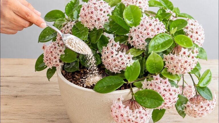 Doe gewoon een eetlepel op de bodem van de pot! De hoya zal continu bloeien.