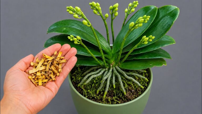 Het geheim om je orchidee minstens twee keer per jaar te laten bloeien! orchidee bloeide overvloedig