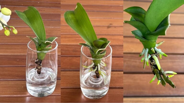 Een magische manier om orchideeën onmiddellijk wortels en jonge bladeren te laten groeien