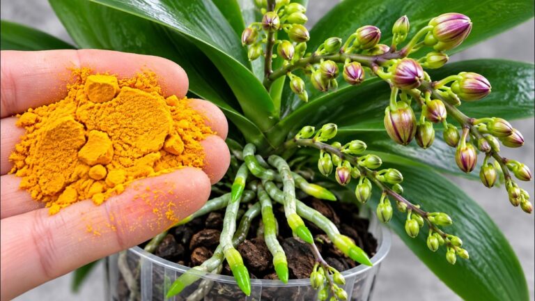 Een kleine hoeveelheid hiervan is genoeg om orchideeën 5 keer sneller te laten groeien en bloe