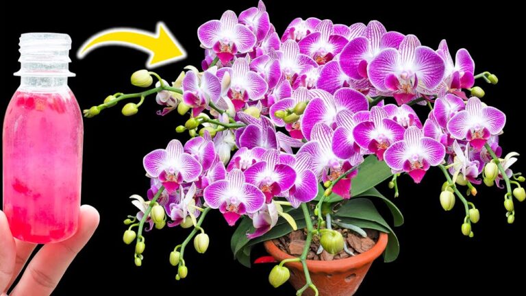 De magische waterfles laat honderden orchideeën tegelijk bloeien