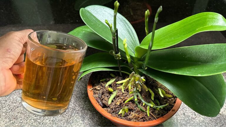 Met slechts één kop ontwikkelen orchideeën krachtige wortels en bloeien ze voortdurend.