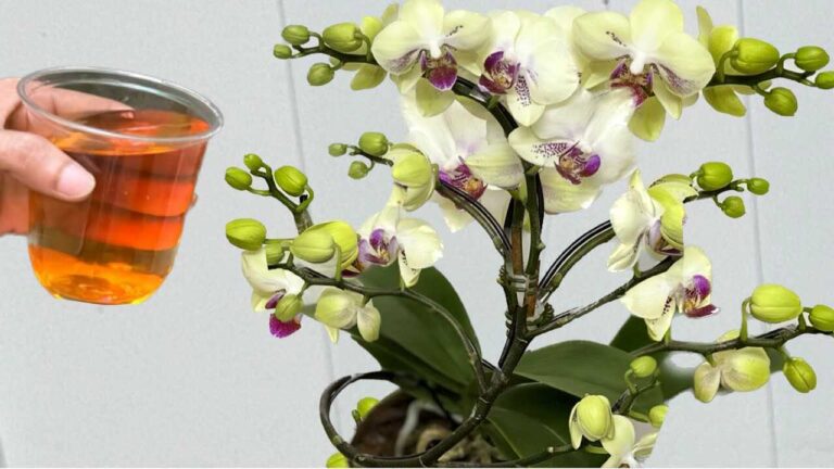 Giet het één keer! Orchideeën bloeien op deze eenvoudige manier onmiddellijk het hele jaar door