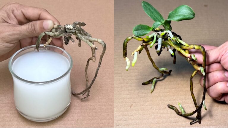 Dit magische water laat 1 orchideewortel onmiddellijk en heel gemakkelijk herleven