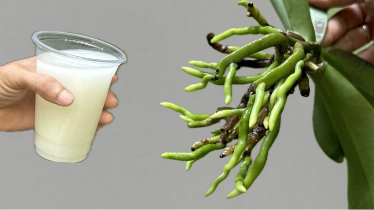 Dit magische water laat orchideewortels onmiddellijk en heel gemakkelijk herleven