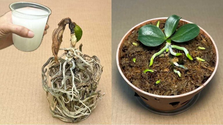 Eén enkel kopje doet alle rotte orchideeën op deze eenvoudige manier herleven