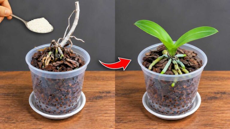 Strooi 1 lepel! Sta versteld wanneer dode orchideeën plotseling op wonderbaarlijke wijze herleven.
