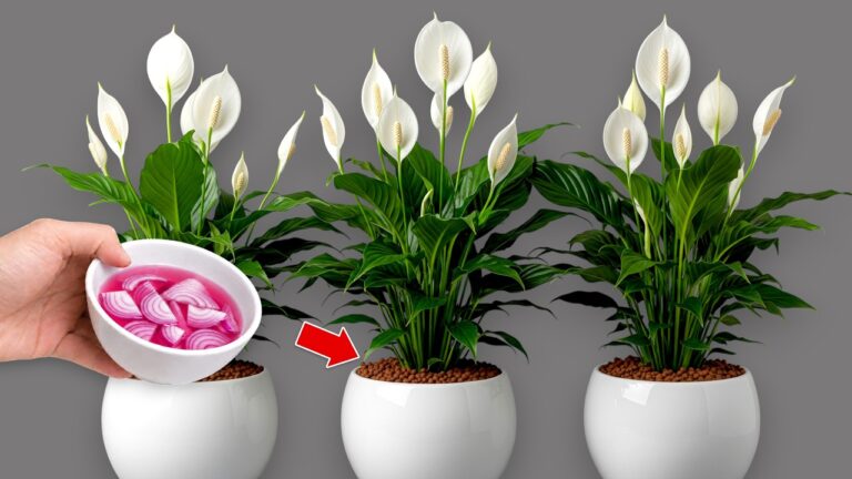 1 kopje per week! Honderden bloemen bloeien het hele jaar door zonder te verwelken!