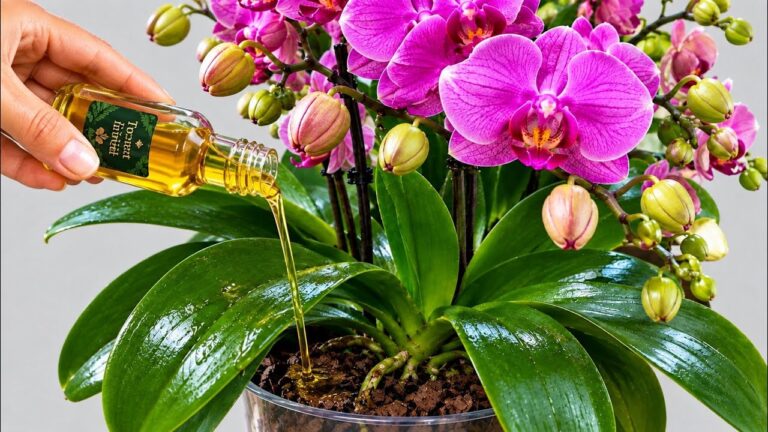 Doe het nu! In slechts 15 dagen zullen orchideeën veel bloemstelen produceren