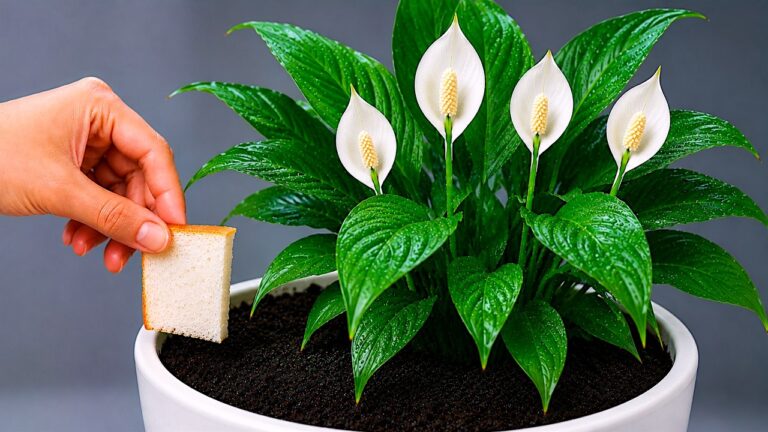 Leg er een stukje van onder de orchidee! Ze zal plotseling 100 takken ontwikkelen en bloeien…