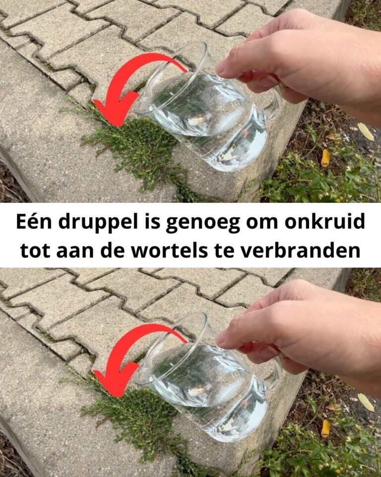 Eén druppel is genoeg om onkruid tot aan de wortels te verbranden