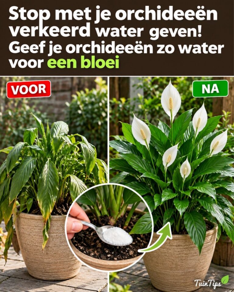 Slechts 1 kopje per week! Laat stervende lepelplanten herleven voor levendige, gezonde bladeren