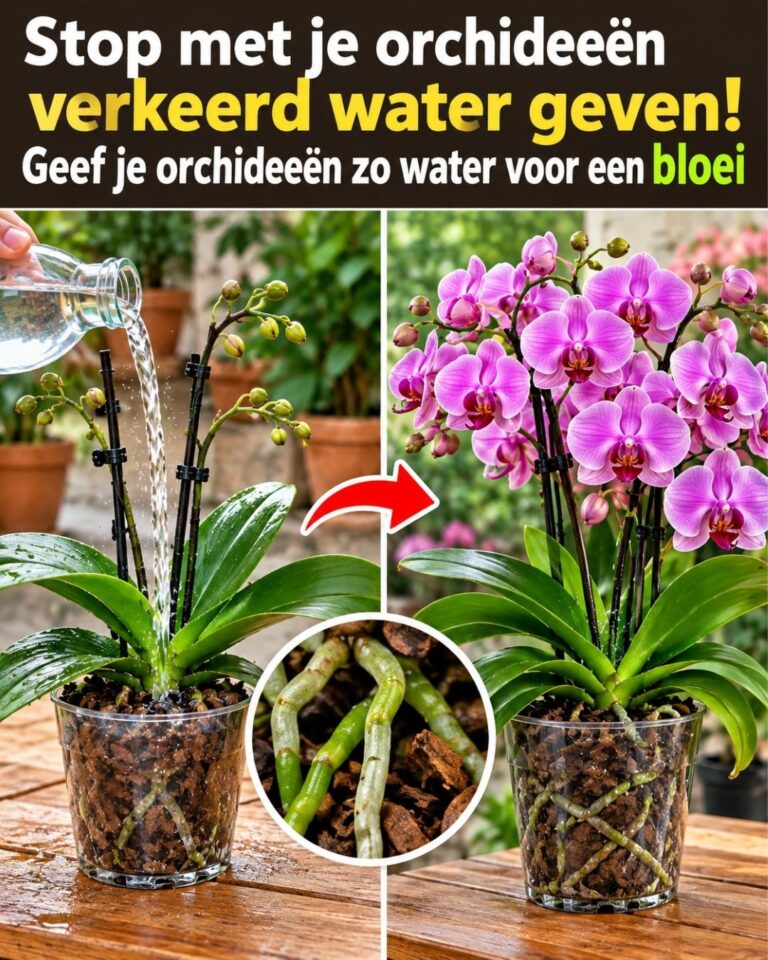 Stop met je orchideeën verkeerd water geven! Geef je orchideeën zo water voor een bloei