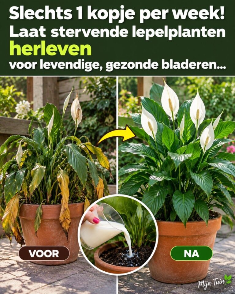 Waarschuwing! Deze methode om azijn op orchideeën te gebruiken laat ze voortdurend bloeien