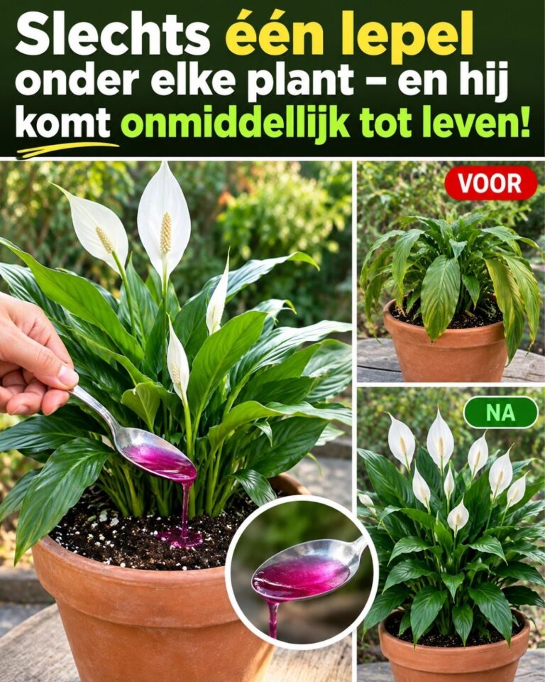 Slechts één lepel onder elke plant – en hij komt onmiddellijk tot leven!