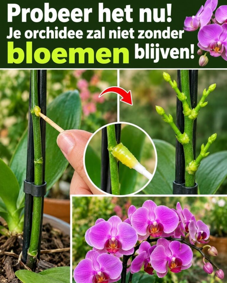 Probeer het nu! Je orchidee zal niet zonder bloemen blijven!