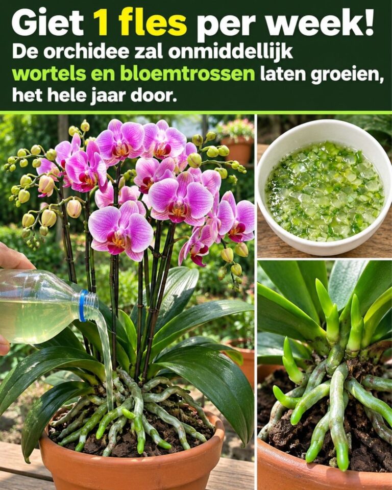 Giet 1 fles per week! De orchidee zal onmiddellijk wortels en bloemtrossen laten groeien, het hele jaar door.