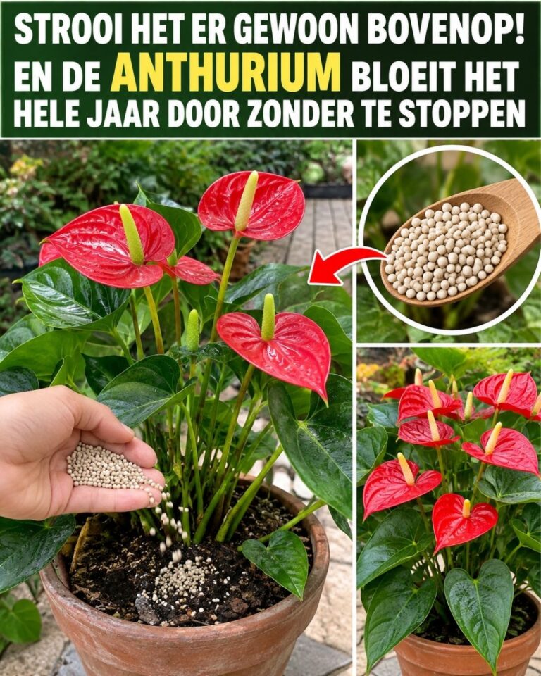 Strooi het er gewoon bovenop! En de anthurium bloeit het hele jaar door zonder te stoppen