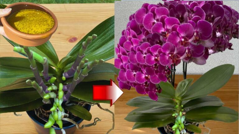 Ik strooide dit op de wortels? Een veiliger 3-stappenplan om een orchidee opnieuw te laten bloeien
