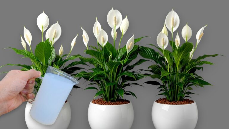 Slechts 1 glas zorgt voor zoveel bloemen — wist je dat?