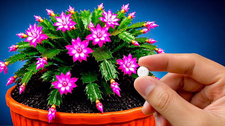🌸 Slechts één theelepel is genoeg om al je planten te laten bloeien en 5 keer sneller te laten groeien!